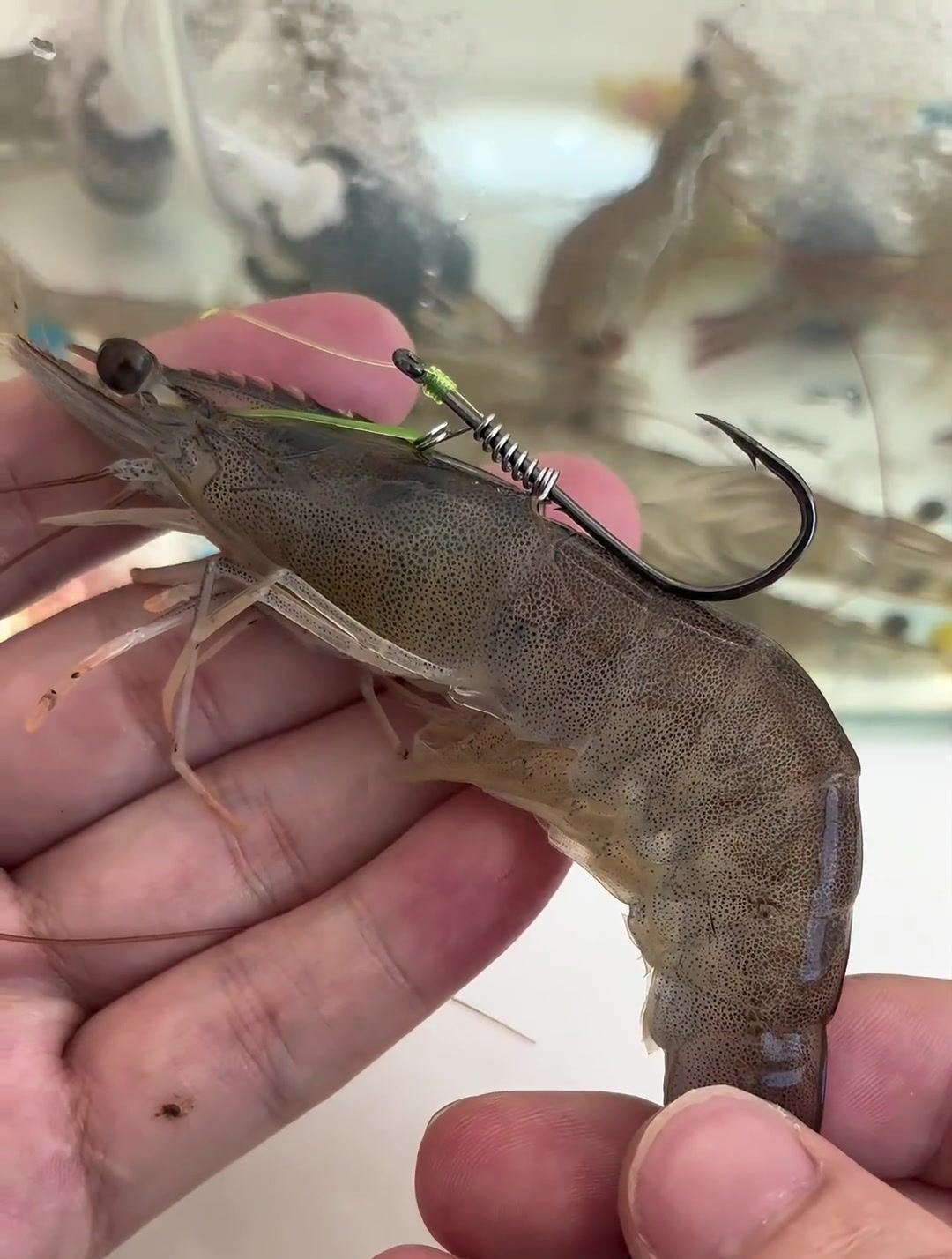 专为喜欢用活虾钓大鱼研发出的鱼钩,操作简单,轻松海钓