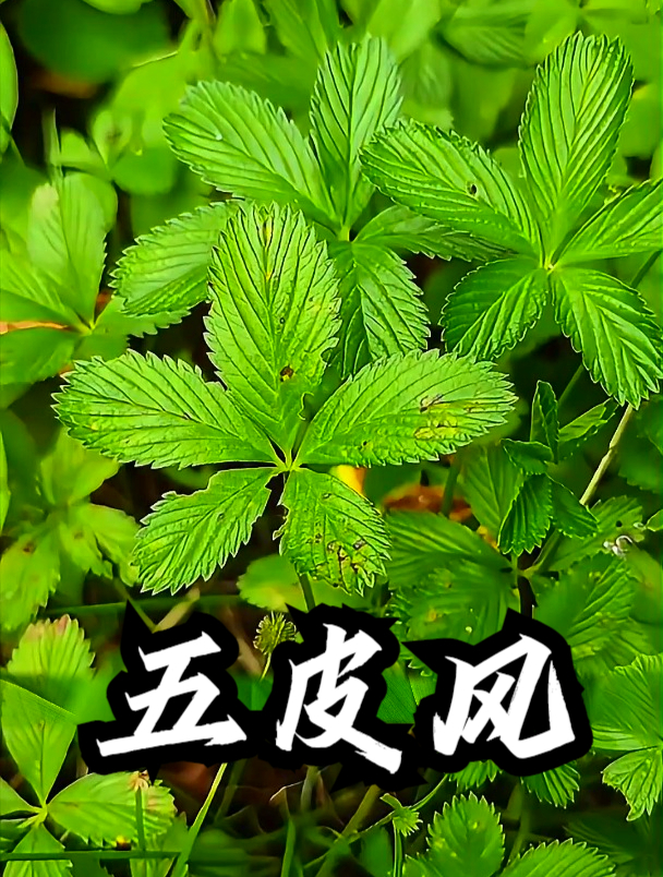 五皮风也叫蛇含委陵菜,拿它煮水饮用,可以促进身体代谢