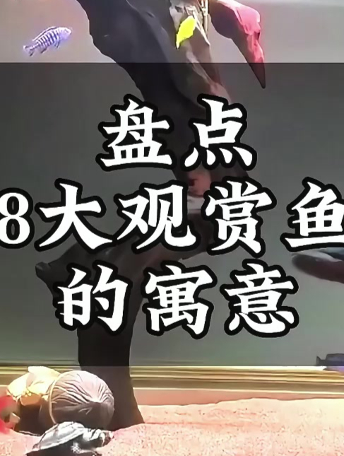 想知道你适合养哪种鱼吗?看这八大观赏鱼的寓意!