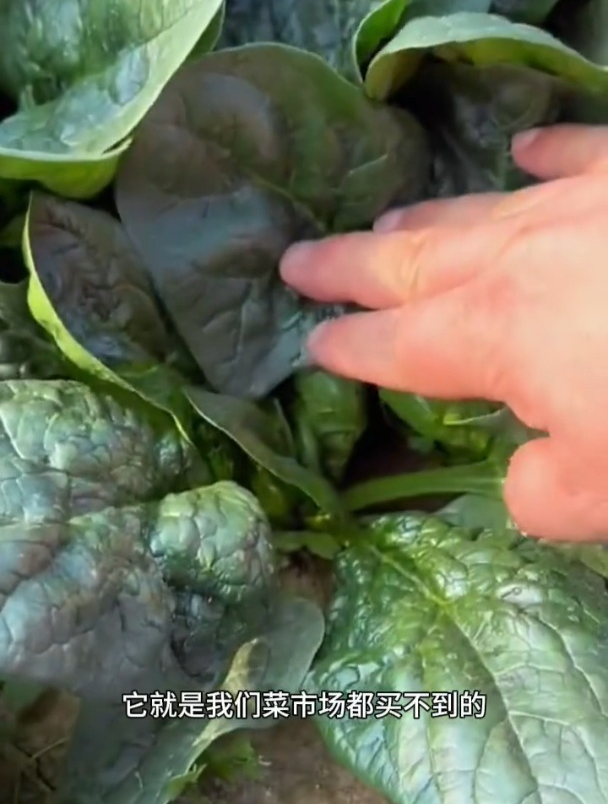 趴地越冬菠菜,北方地区也能照常生长,好吃还不涩口!