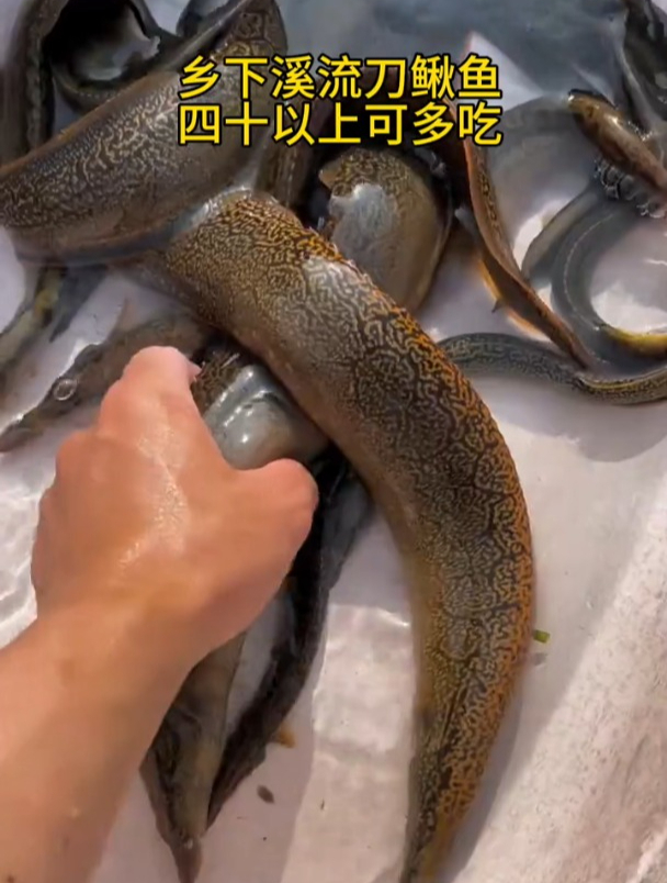 乡下溪流刀鳅鱼,四十以上可多吃