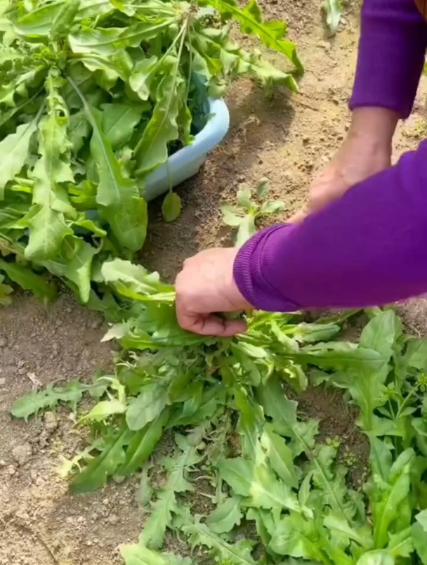 大叶荠菜正当鲜!种子撒下去成片,开春就能采收!