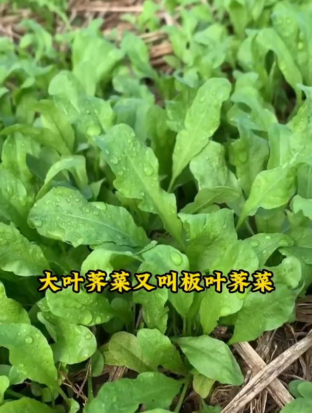 天冷就种大叶鲜荠菜,种子撒一把,30天长成一盆子