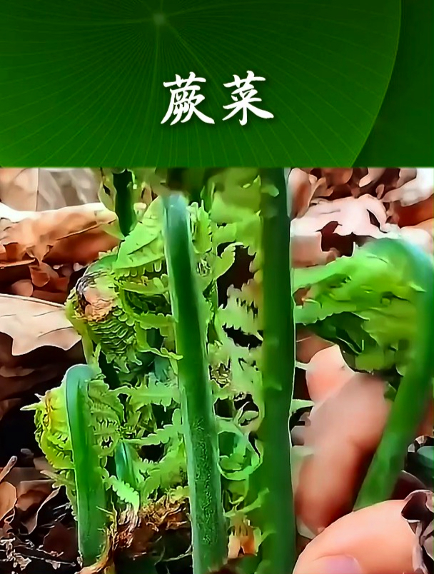 蕨菜也叫拳头菜,拿它凉拌食用,可以补充身体营养