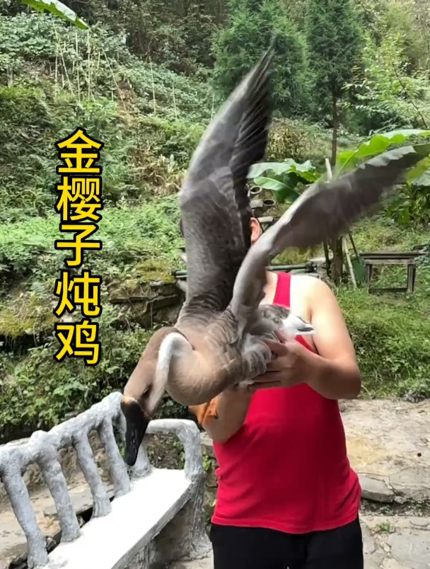 金樱子炖鸡 猪腰子金樱子汤,加上金樱子炖鸡,会不会有点过份了