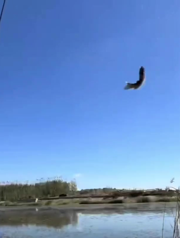 这样自动翻转鱼钩的线组你用过吗?大鱼咬钩就跑不掉!