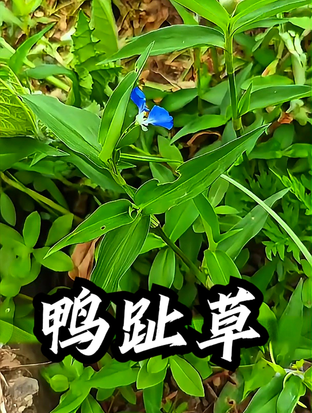 鸭趾草也叫竹叶菜,拿它煮水饮用,可以缓解嗓子不适