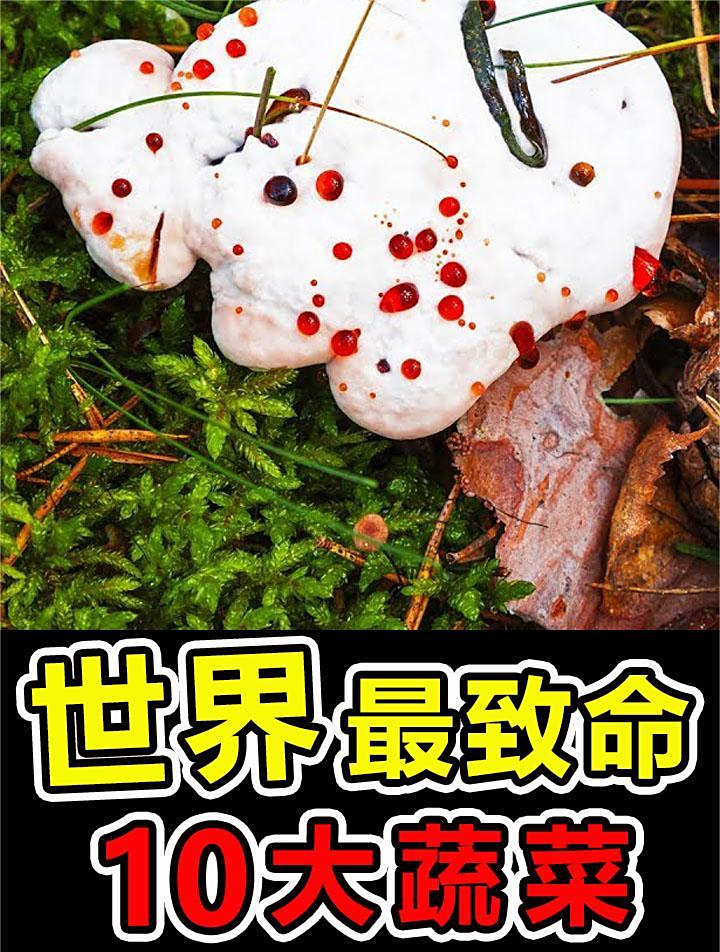 世界上“最致命”的10大毒蘑菇