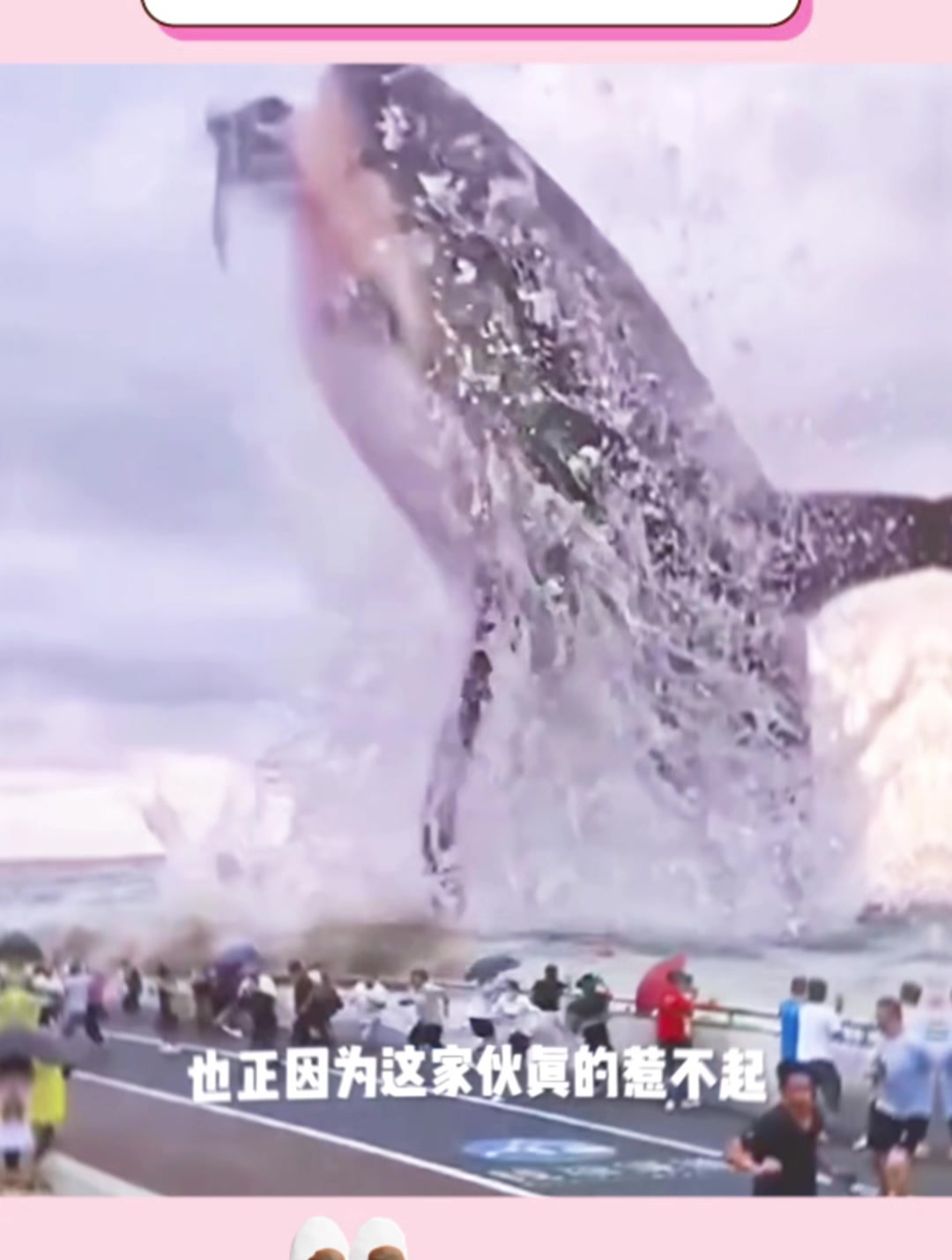大白鲨跳出水面如此的震撼