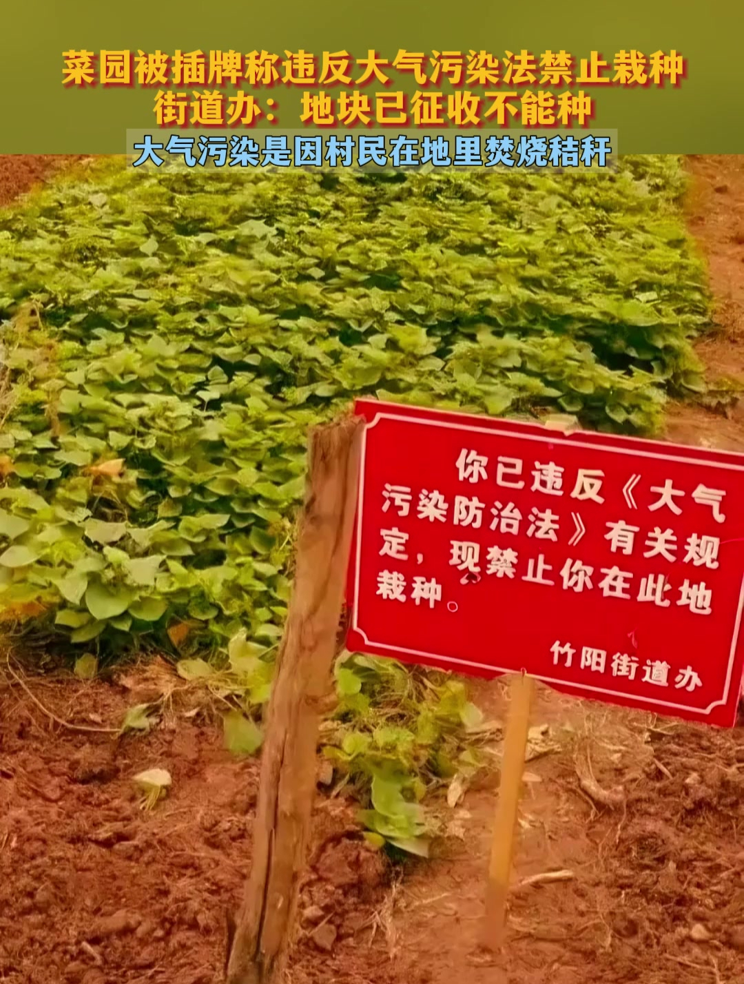 菜园被插牌称违反大气污染法禁止栽种,街道办:地块已征收不能种