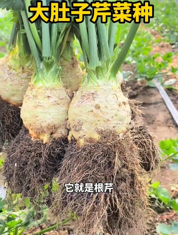 芹菜种植新品种,大大的肚子营养高,种一棵常年不断采收!