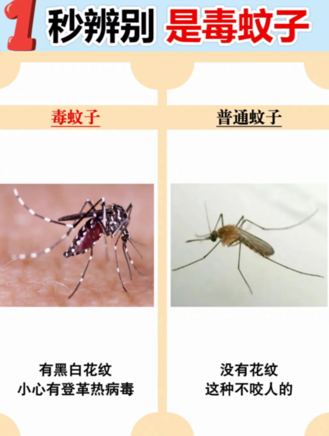 有黑白花纹是毒蚊子,小心有登革热病毒