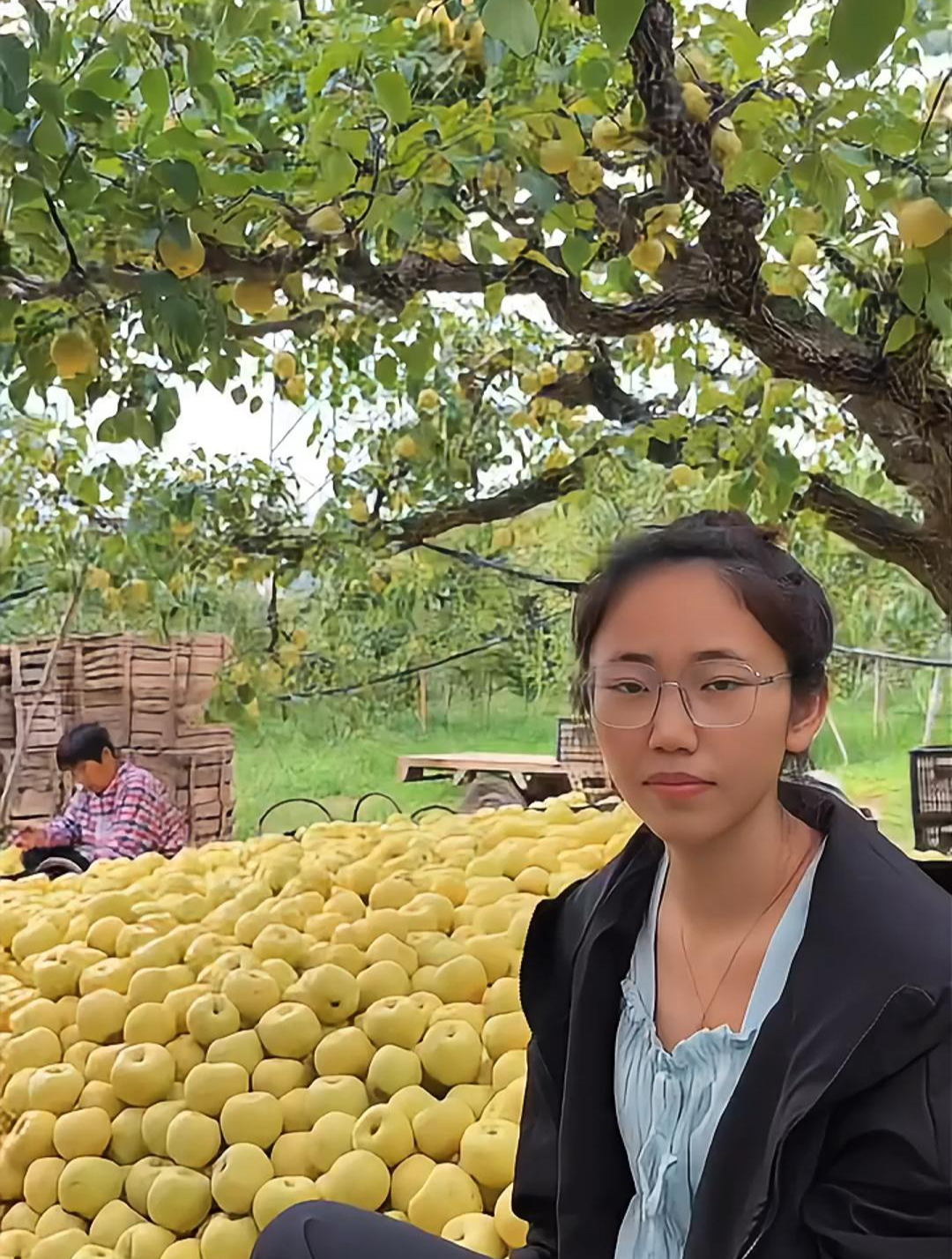 看一下正宗的砀山酥梨,都是这种果形端正,甜脆多汁的一个品质