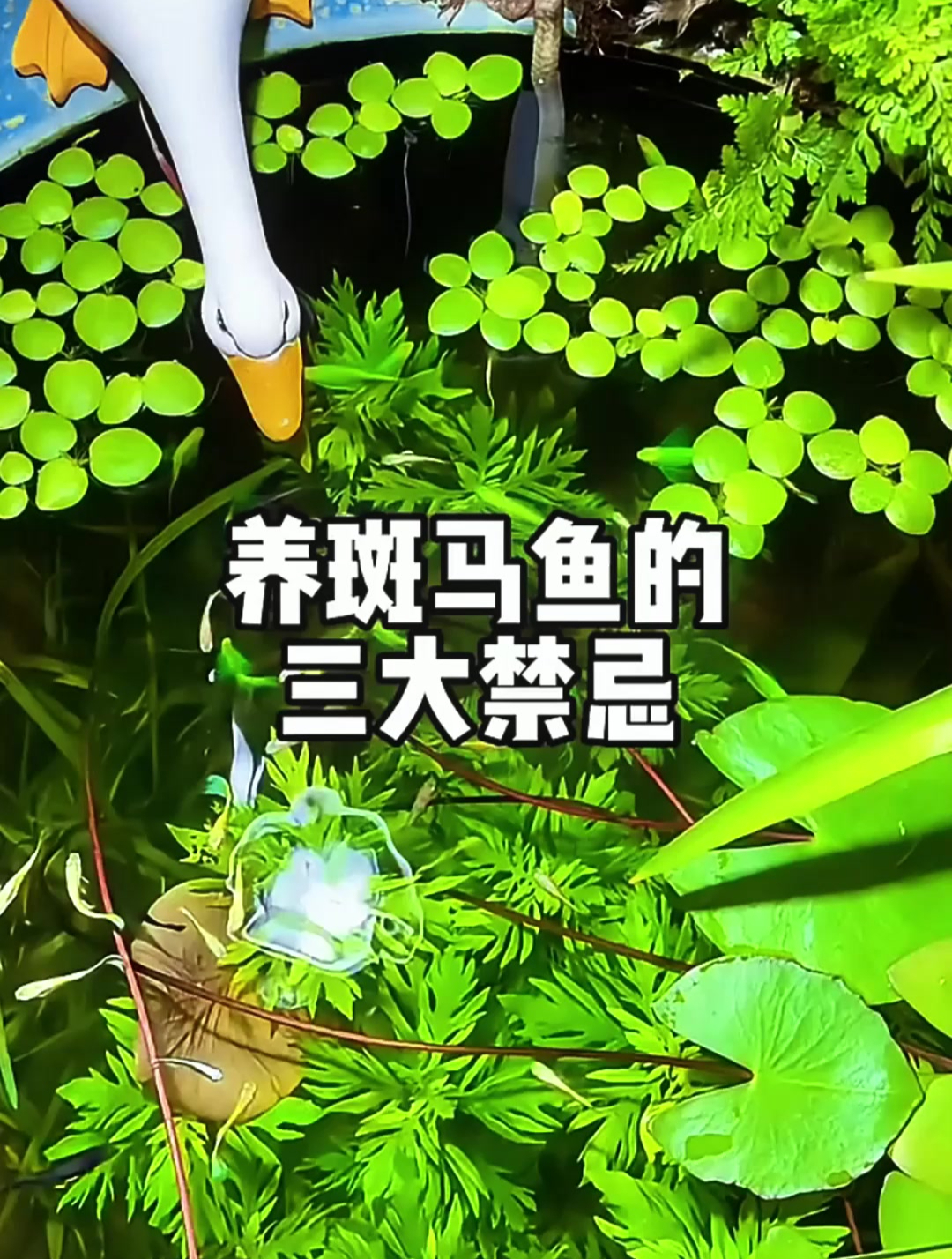 养斑马鱼,这些要注意,最后一点绝不可行!