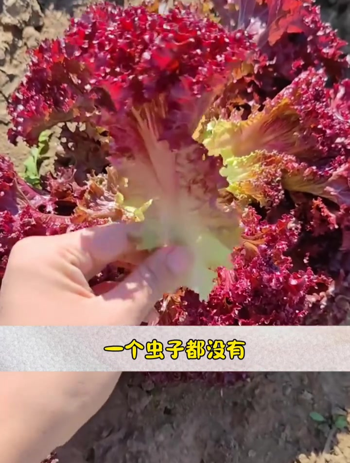 紫色生菜不生虫,生吃口感甜不涩口,抗寒可越冬