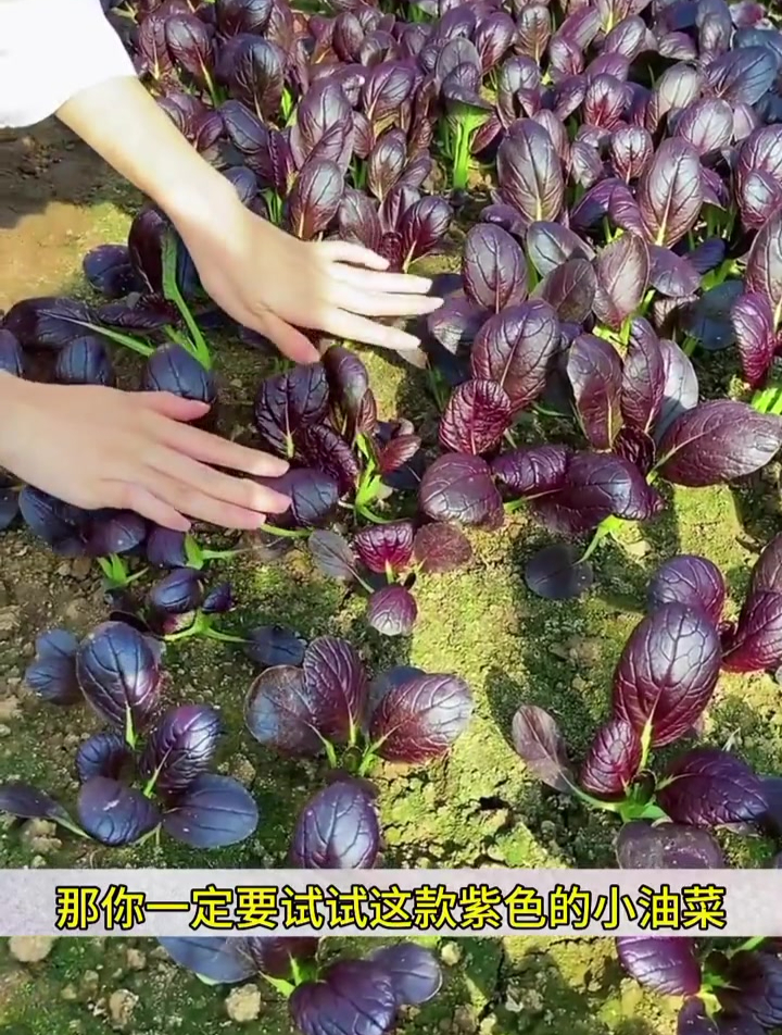 紫色小油菜,耐寒好种,能一直不断采收!