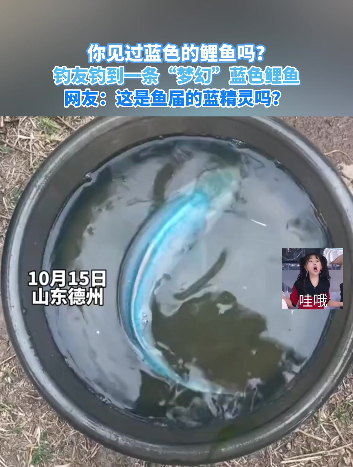 你见过蓝色的鲤鱼吗?钓友钓到一条“梦幻”蓝色鲤鱼!