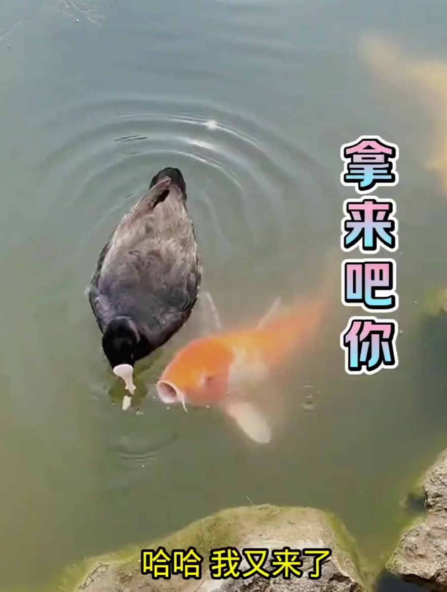 锦鲤抢走了黑水鸡食物