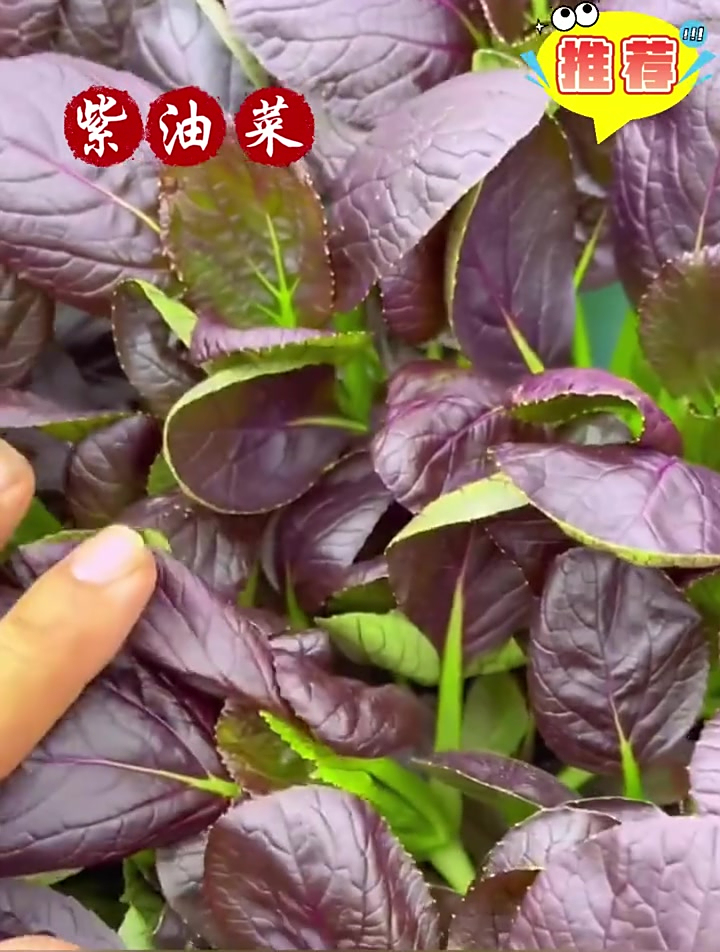 紫油菜口感脆嫩,适合阳台种植,比油麦菜香