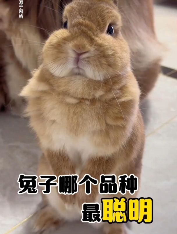 兔子哪个品种最聪明?