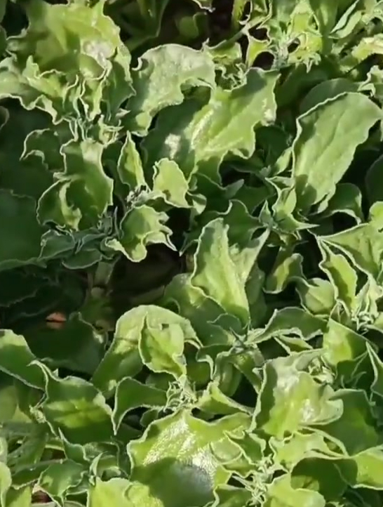 冰菜好吃好种不招虫,市场价格高,种植却简单
