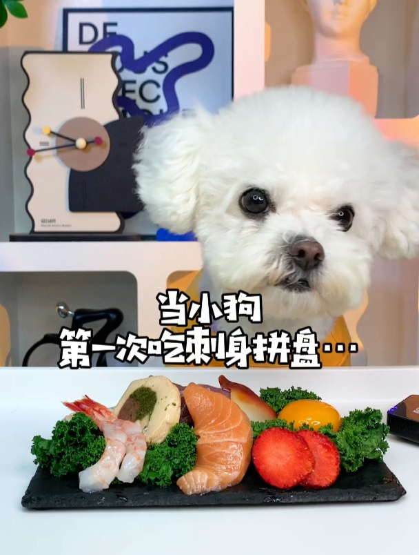 当小狗第一次吃刺身拼盘……