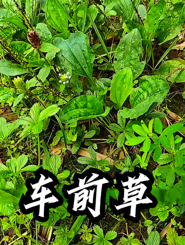 车前草也叫猪耳朵菜,拿它煮水饮用,可以促进身体代谢