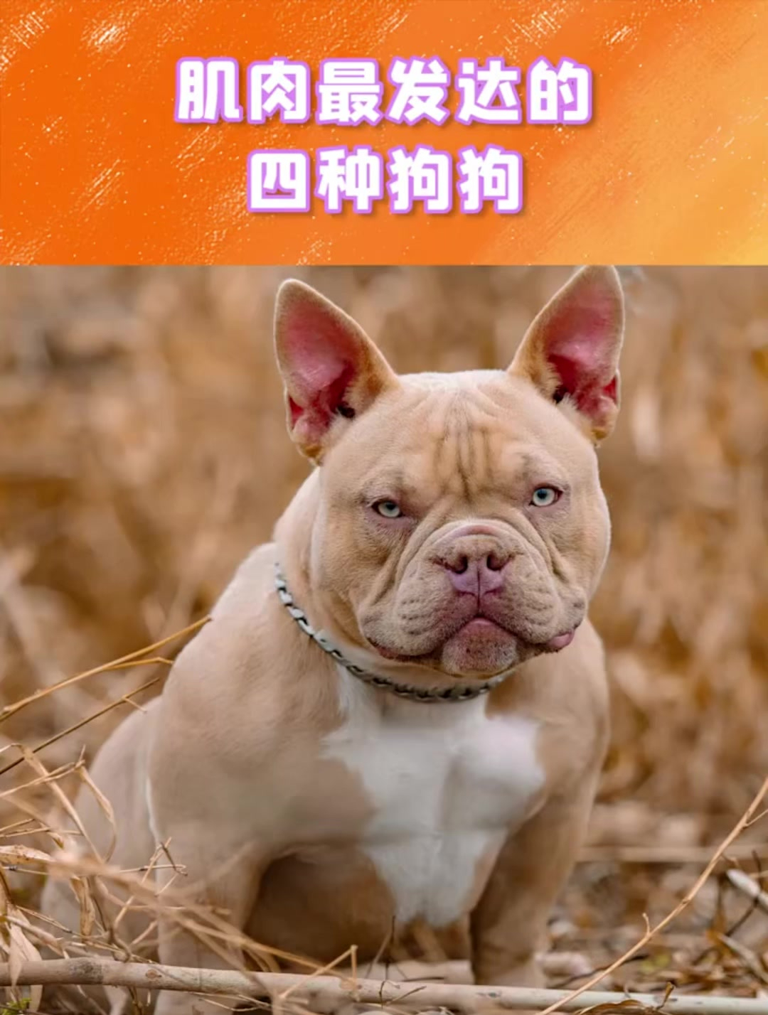 狗狗也很强壮!看看这些肌肉