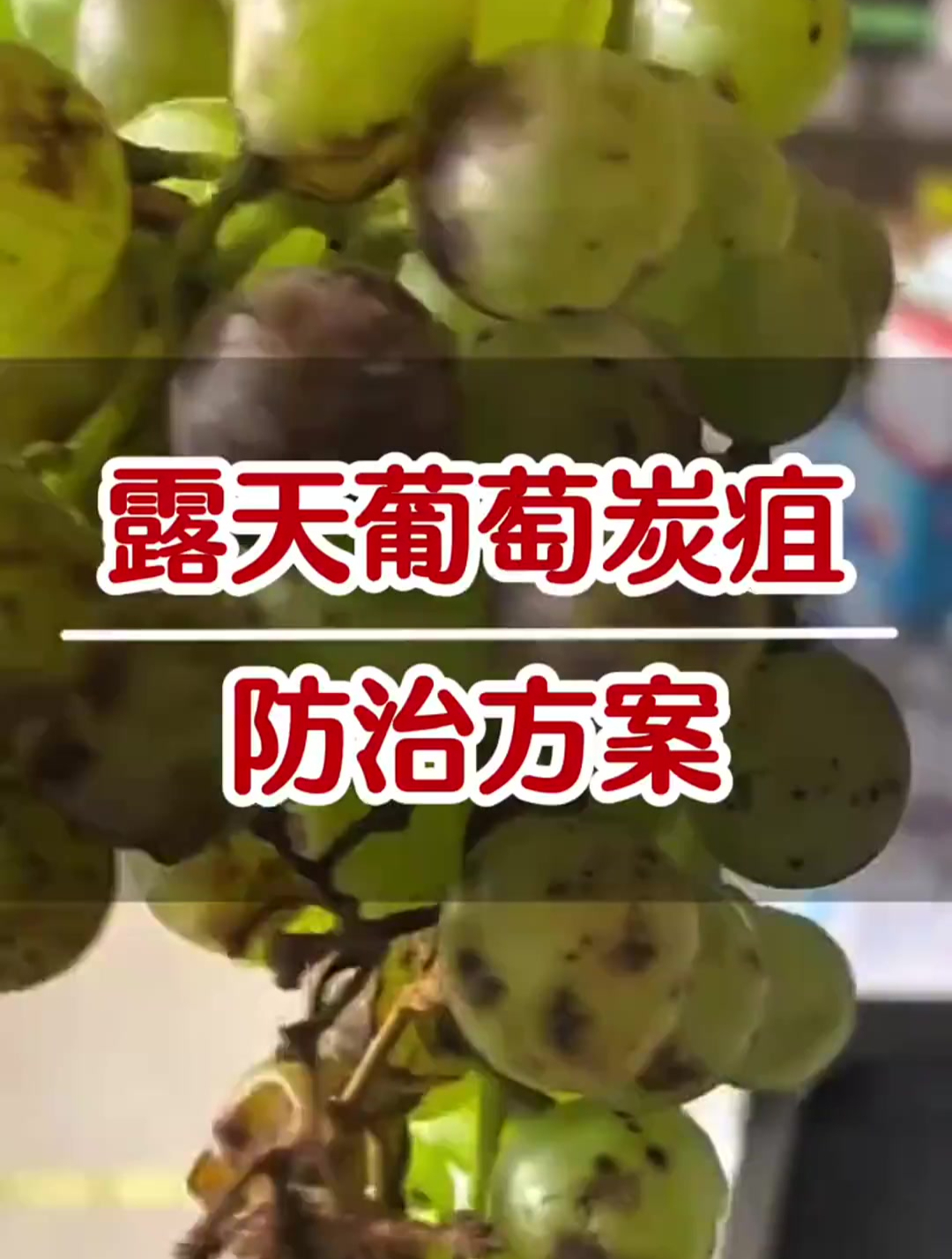 葡萄炭疽病,防治方案