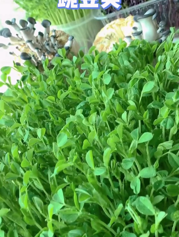 花盆种如何种植豌豆尖,分享种植详细教程