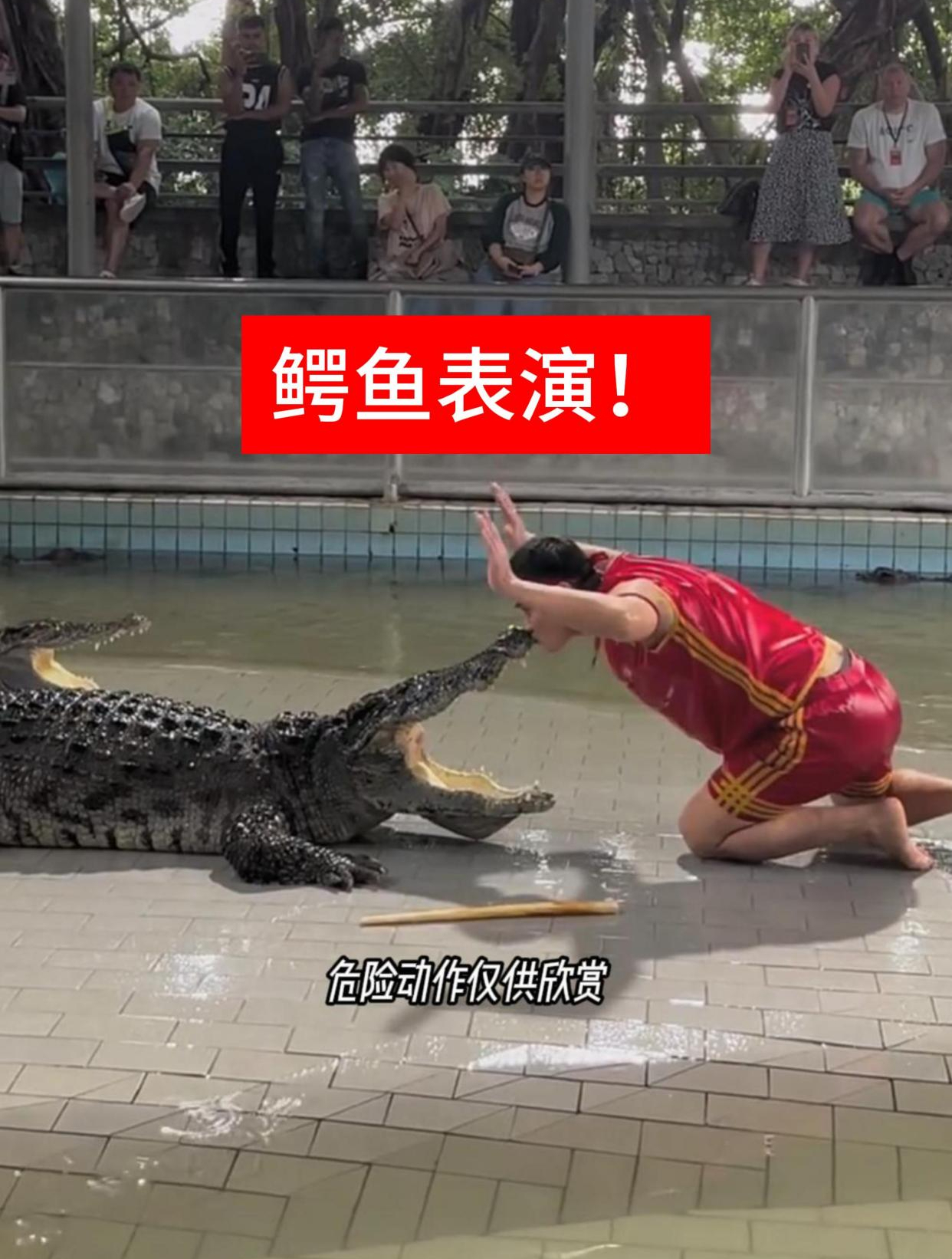 鳄鱼:这个人头要不要拿下?