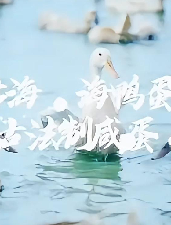 很多人都在问,海鸭蛋和普通鸭蛋到底有什么区别?看完你就明白了