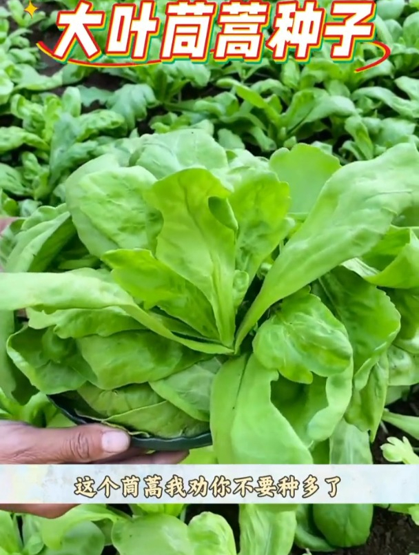 耐寒蔬菜大叶茼蒿,香味浓郁不生虫,现在种春天正当吃!
