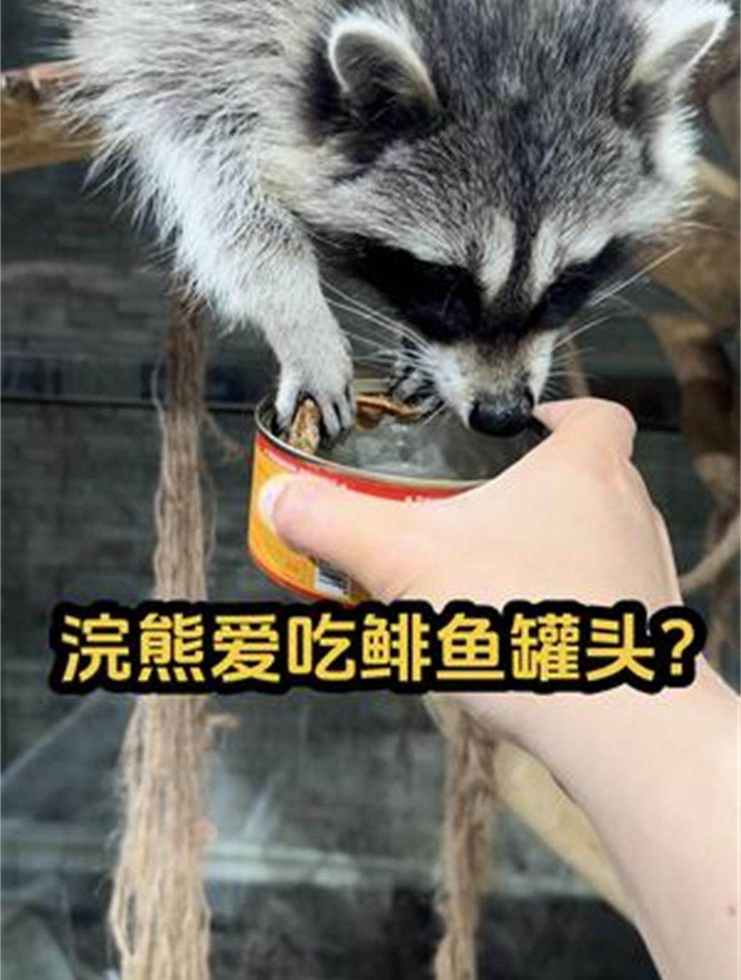 宠物吃鲱鱼罐头竟让主人面临婚姻危机?