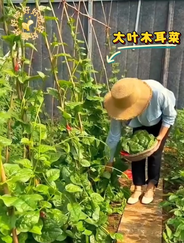 越掐长的越旺,大叶木耳菜,随便种点能爬几米高!