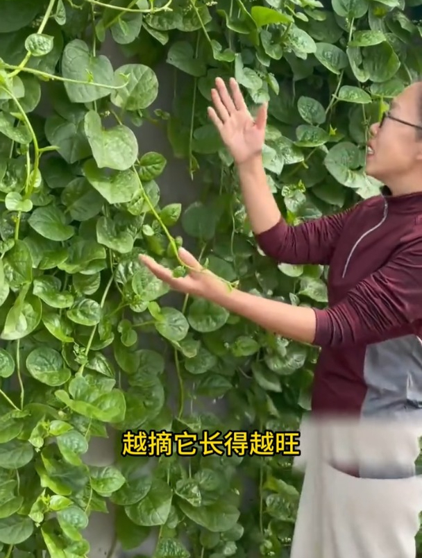 从二三十厘米开始摘,大叶木耳菜,越摘长得越旺