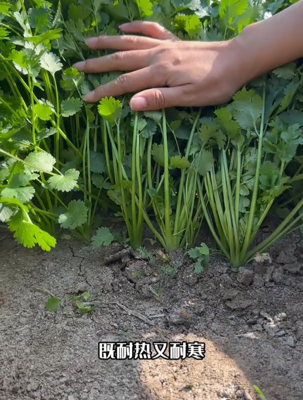 大叶香菜品种,寒露地区也能照常生长,口感比普通香菜更好!