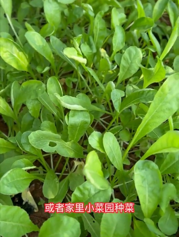 鸡毛菜鲜嫩口感好,不生虫长得快,关键一收收好几茬!