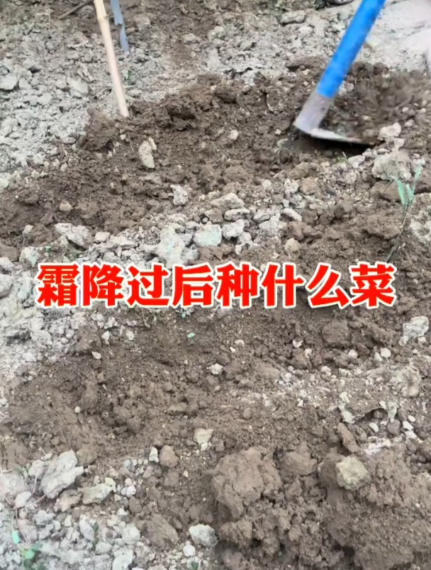 霜降后,这几种耐寒的蔬菜,撒籽就长!