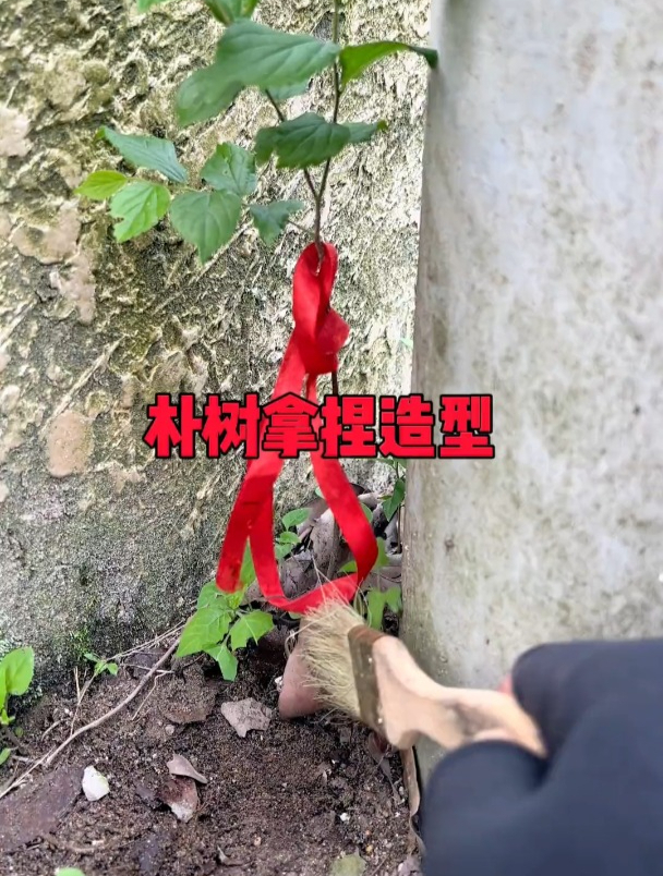 微盆景制作,朴树拿弯做造型