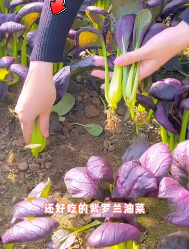 天寒地冻照常生长,紫油菜不易招虫,比普通白菜口感好!