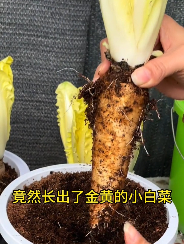 农村一种蔬菜从欧洲传入,长像极似娃娃菜,营养丰富用途广!