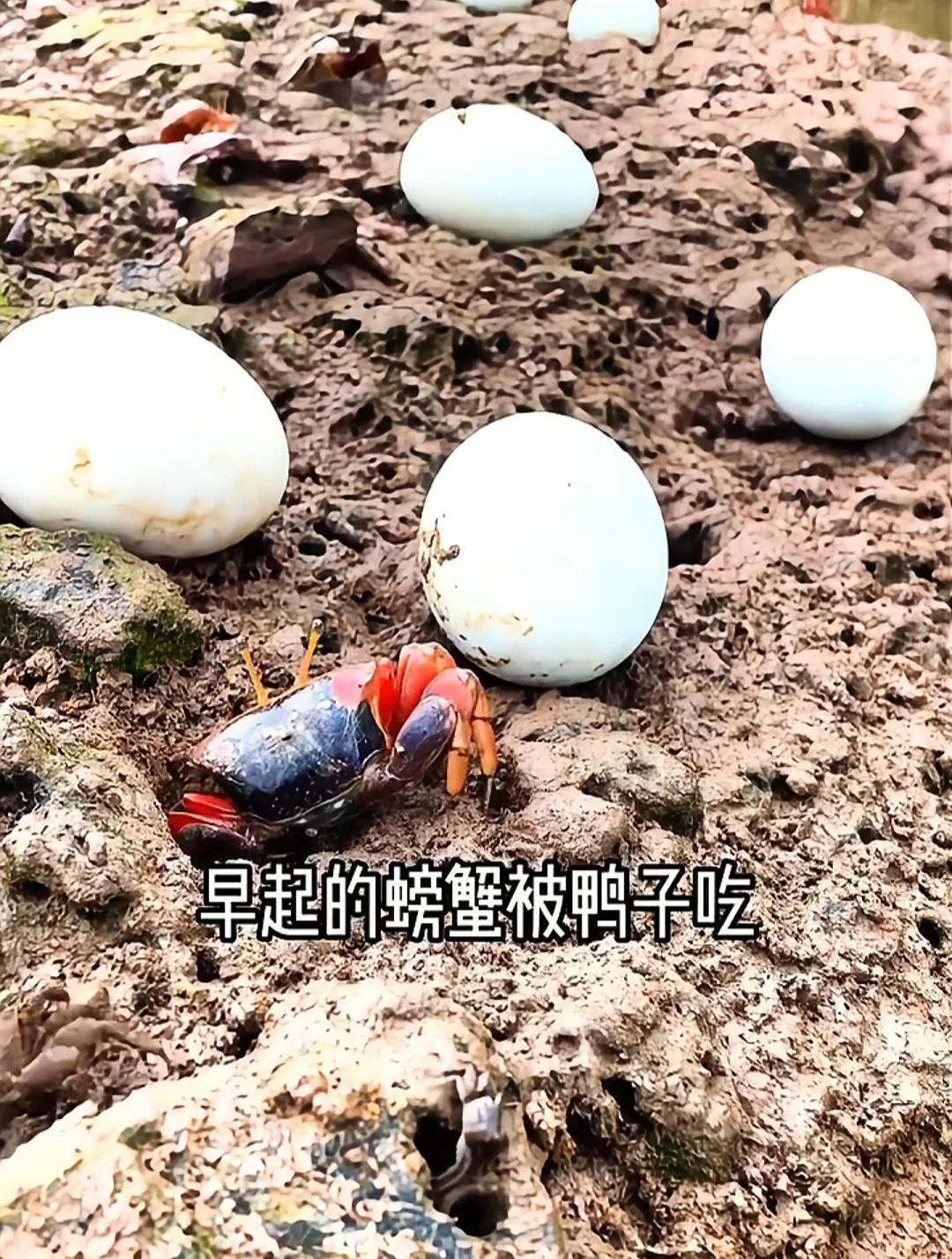 海鸭子的食物来源?当然是这些海生物了,吃得好产下鸭蛋营养也高