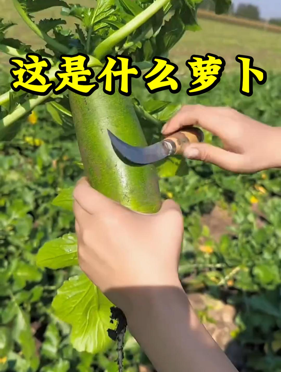 这是什么品种的萝卜,看起来挺好吃的