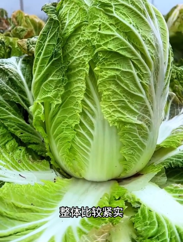 耐寒的黄心大白菜,东北寒冷地区也能生长,营养特别丰富
