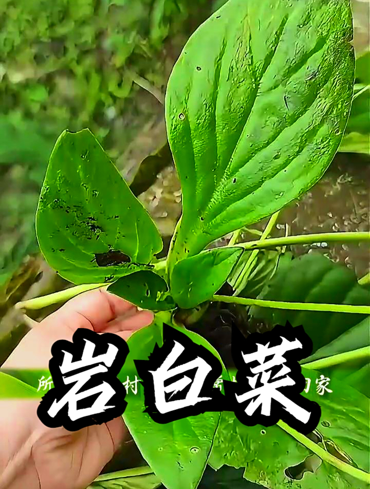 岩白菜也叫观音莲,拿它煮水饮用,可以缓解嗓子不适