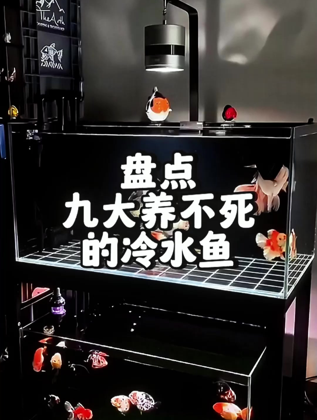 九大冷水观赏鱼,为何养不起?