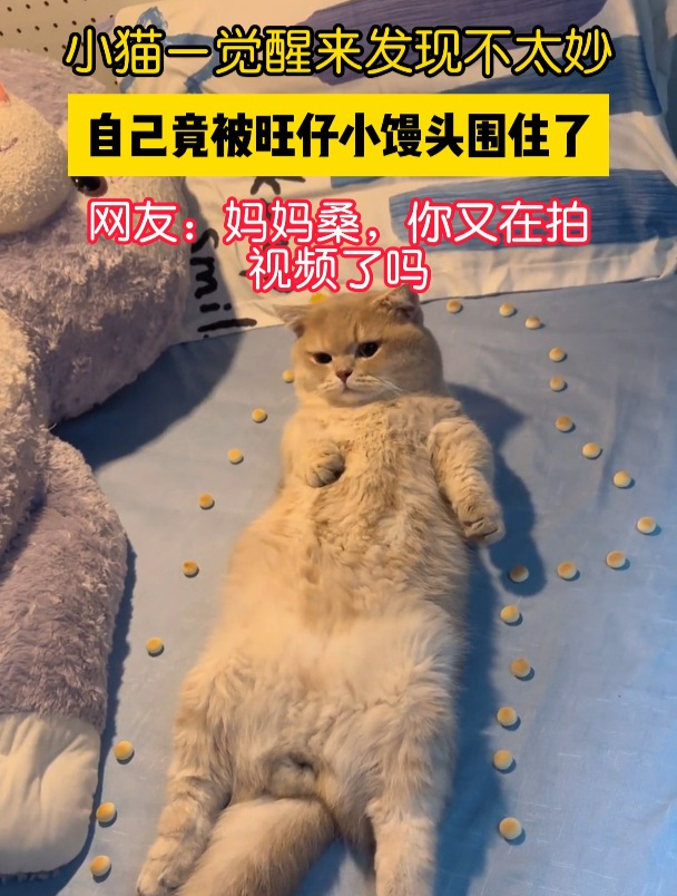 小猫一觉醒来发现不太妙,自己竟被旺仔小馒头围住了,网友:妈妈桑,你又在拍视频了吗