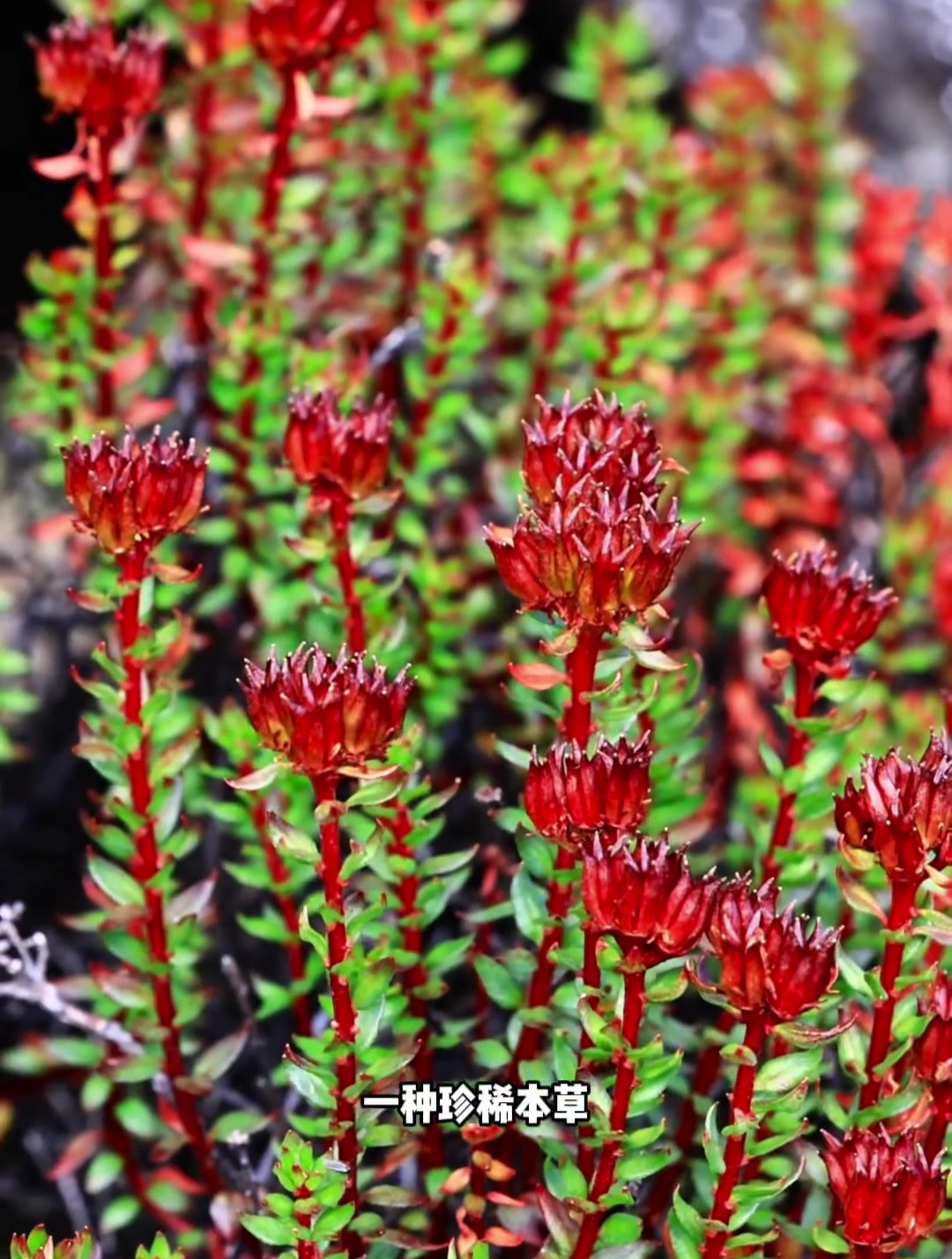 来到林芝路过鲁朗一定要尝尝正宗的鲁朗石锅鸡