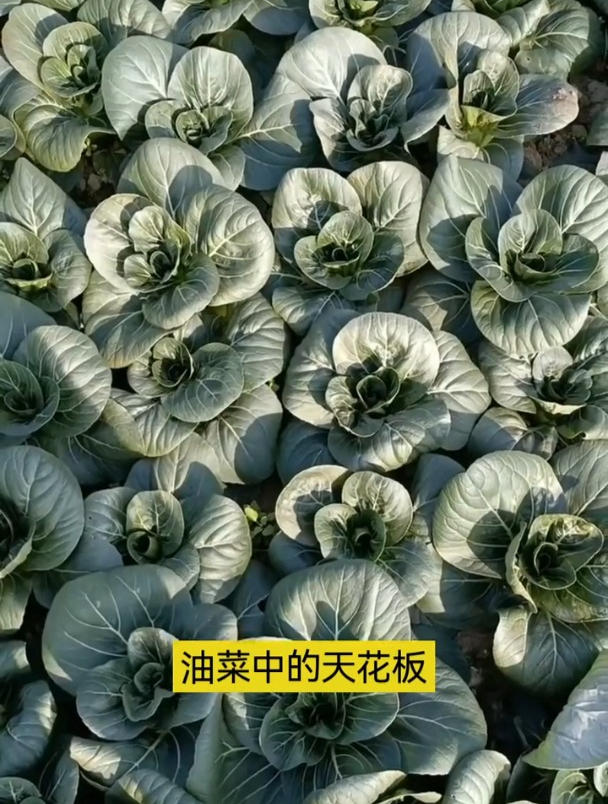 耐寒抗冻,东北地区也能照常生长,它就是黑叶苏州青